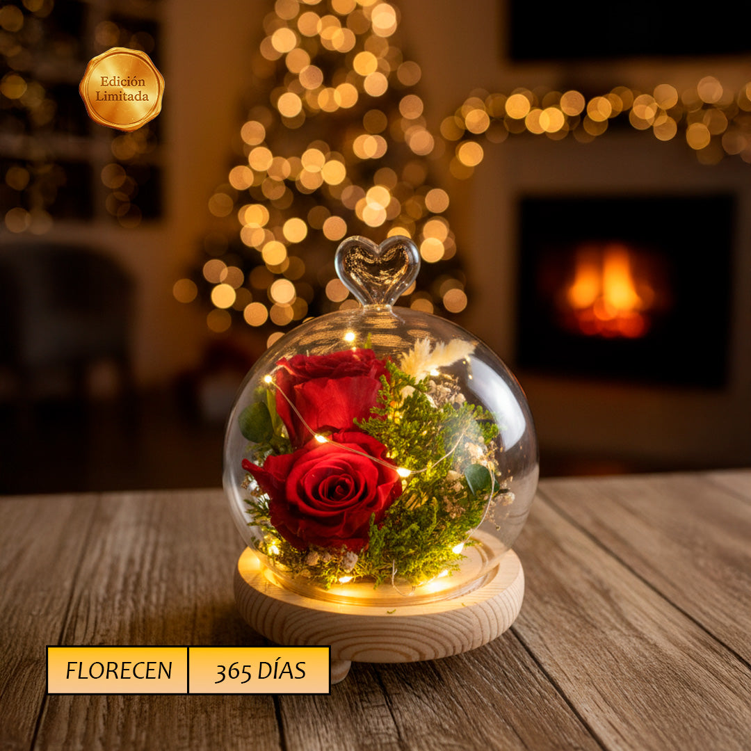 Cupula Eterna Airosa dos rosas preservadas - Luz Led