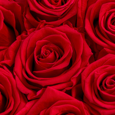 Rosa Eterna Divina Airosa nueve rosas