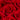 Rosas Eternas Amor Airosa - color rojo