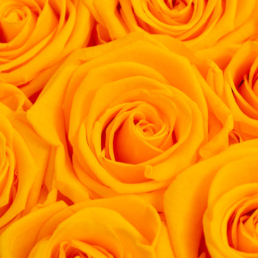 Rosa Eterna Reyna Airosa - color amarillo